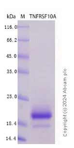 SDS-PAGE - Recombinant Human DR4 Protein Standard (AB316552)