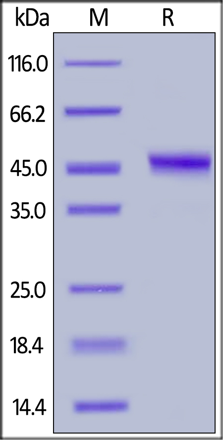 SDS-PAGE - Recombinant human DR5 protein (Fc Chimera Active) (AB174009), expandable thumbnail