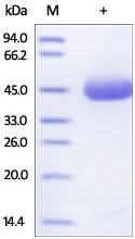 SDS-PAGE - Recombinant human DR5 protein (Fc Chimera Active) (AB174009), expandable thumbnail