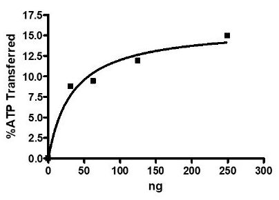 Functional Studies - Recombinant human DRAK2 protein (Active) (AB271490), expandable thumbnail
