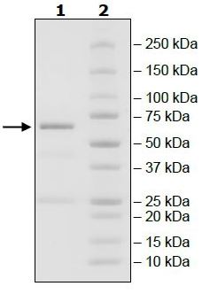 SDS-PAGE - Recombinant human DRAK2 protein (Active) (AB271490), expandable thumbnail