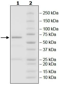 SDS-PAGE - Recombinant human DRAK2 protein (Active) (GST tag N-Terminus) (AB271490)