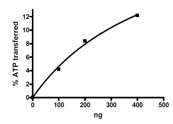 Functional Studies - Recombinant human DRAK2 protein (Active) (Tag Free) (AB271489)