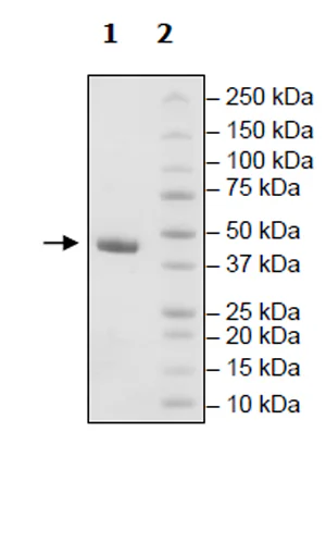 SDS-PAGE - Recombinant human DRAK2 protein (Active) (Tag Free) (AB271489)