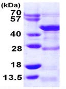 SDS-PAGE - Recombinant Human DRG1 protein (His tag N-Terminus) (AB109940)