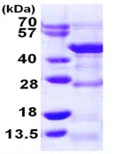 SDS-PAGE - Recombinant Human DRG1 protein (His tag N-Terminus) (AB109940)