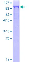 SDS-PAGE - Recombinant Human DRP1 protein (GST tag N-Terminus) (AB153041)