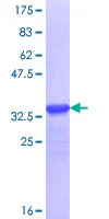 SDS-PAGE - Recombinant Human DSCAML1 protein (GST tag N-Terminus) (AB163552)