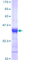 SDS-PAGE - Recombinant Human DTX3L protein (GST tag N-Terminus) (AB165631)