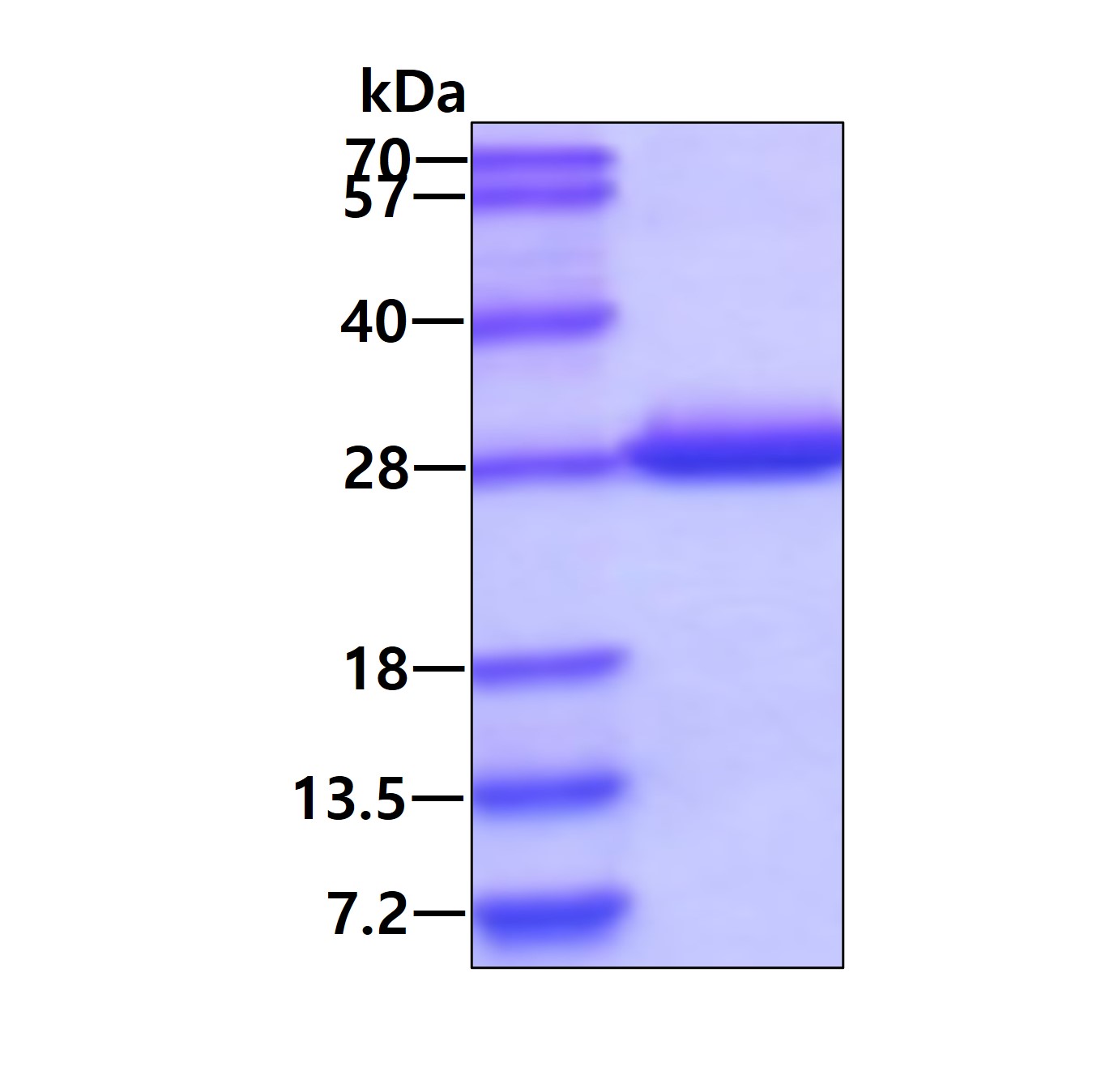 SDS-PAGE - Recombinant Human DTYMK protein (His tag N-Terminus) (AB109838)