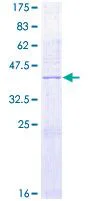 SDS-PAGE - Recombinant Human DUSP10 protein (GST tag N-Terminus) (AB131842)