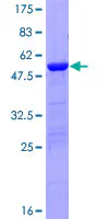SDS-PAGE - Recombinant Human DUSP27 protein (GST tag N-Terminus) (AB166252)