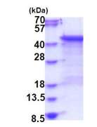 Western blot - Recombinant Human DUSP6 protein (His tag N-Terminus) (AB183239)