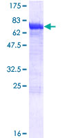 SDS-PAGE - Recombinant Human DYNC1LI2/LIC2 protein (GST tag N-Terminus) (AB158301)
