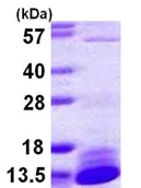SDS-PAGE - Recombinant Human Dynein protein (AB108119)