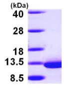 SDS-PAGE - Recombinant Human DYNLRB1 protein (AB98120)