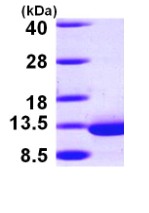 SDS-PAGE - Recombinant Human DYNLRB1 protein (His tag C-Terminus) (AB98120)