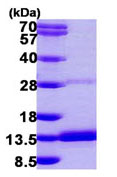 Recombinant Human DYNLRB2 protein