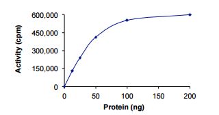Functional Studies - Recombinant human Dyrk1B/MIRK protein (Active) (AB207116)