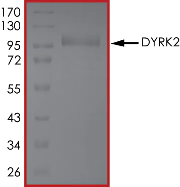 SDS-PAGE - Recombinant human DYRK2 protein (AB133138)
