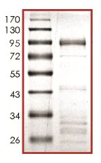 SDS-PAGE - Recombinant human DYRK2 protein (AB133138)