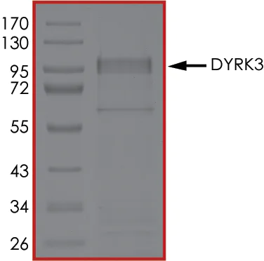SDS-PAGE - Recombinant human DYRK3 protein (AB135222)