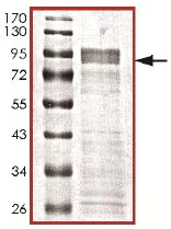 SDS-PAGE - Recombinant human DYRK3 protein (AB135222)