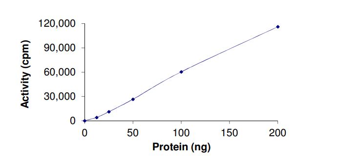 Functional Studies - Recombinant human DYRK4 protein (Active) (GST tag N-Terminus) (AB268452)