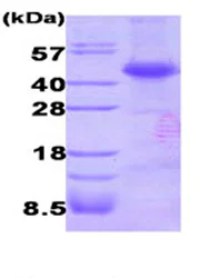 SDS-PAGE - Recombinant Human Dysbindin protein (AB87462)