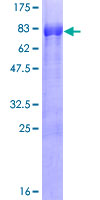 Recombinant Human E2F4 protein
