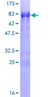 SDS-PAGE - Recombinant Human E2F4 protein (GST tag N-Terminus) (AB152352)