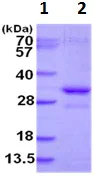 SDS-PAGE - Recombinant Human EAP30 protein (AB128434)