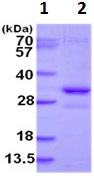 SDS-PAGE - Recombinant Human EAP30 protein (His tag N-Terminus) (AB128434)