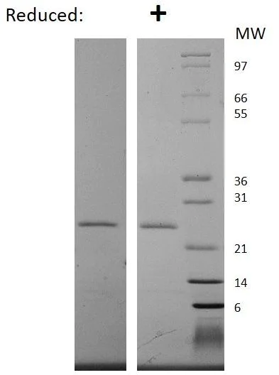 SDS-PAGE - Recombinant Human EBI3 protein (AB269153)