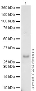 Western blot - Recombinant Human EBI3 protein (AB83026)