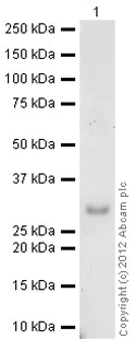 Western blot - Recombinant Human EBI3 protein (AB83026)