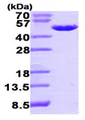 SDS-PAGE - Recombinant Human EBP1 protein (AB95350)