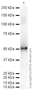 Western blot - Recombinant Human EBP1 protein (His tag C-Terminus) (AB95350)