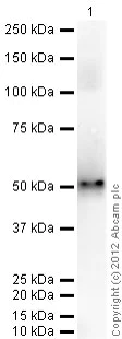 Western blot - Recombinant Human EBP1 protein (His tag C-Terminus) (AB95350)