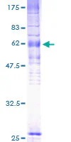 SDS-PAGE - Recombinant Human EBV Induced Gene 2/EBI2 protein (GST tag N-Terminus) (AB158331)