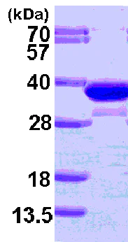 SDS-PAGE - Recombinant Human ECH1 protein (His tag N-Terminus) (AB101154)