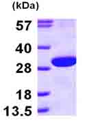 SDS-PAGE - Recombinant Human ECHS1 protein (His tag N-Terminus) (AB100962)