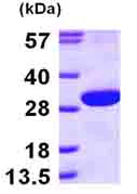 SDS-PAGE - Recombinant Human ECHS1 protein (His tag N-Terminus) (AB100962)