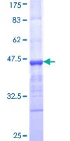 SDS-PAGE - Recombinant Human ECM protein (GST tag N-Terminus) (AB161476)