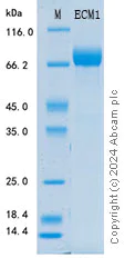 SDS-PAGE - Recombinant Human ECM1 Protein Standard (His tag) (AB316408)