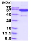 SDS-PAGE - Recombinant Human EDAR protein (Fc Chimera His Tag) (AB233598)