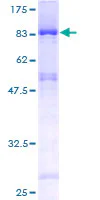 SDS-PAGE - Recombinant Human EDC3 protein (GST tag N-Terminus) (AB132637)