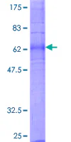 SDS-PAGE - Recombinant Human EDG2 /LPA-1 protein (GST tag N-Terminus) (AB152354)