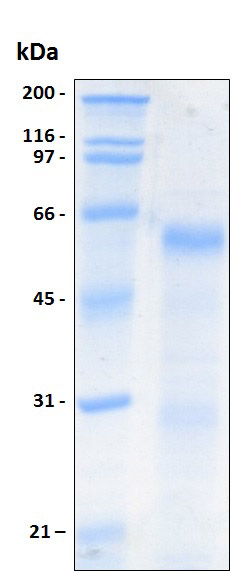 SDS-PAGE - Recombinant Human EDIL3/DEL1 protein (His tag) (AB204774), expandable thumbnail