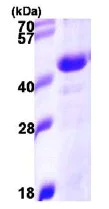 SDS-PAGE - Recombinant Human EDJ protein (His tag N-Terminus) (AB105636)